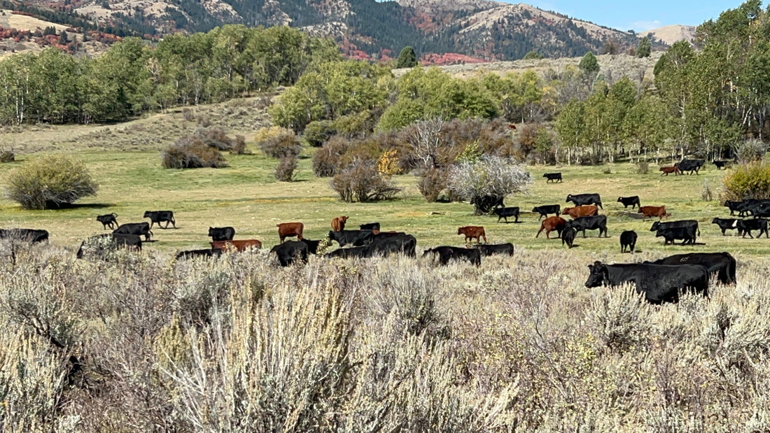 How Beef is Raised Affects Its Flavor: The Role of Diet and Environment