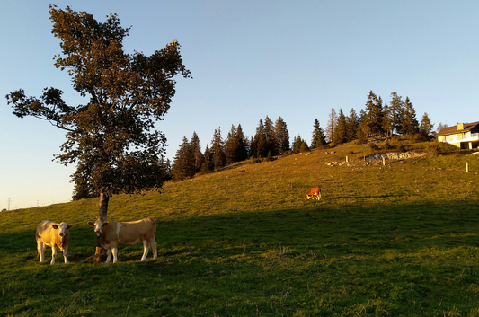 From Pasture to Plate: The Journey of Beef at Sweat Cattle