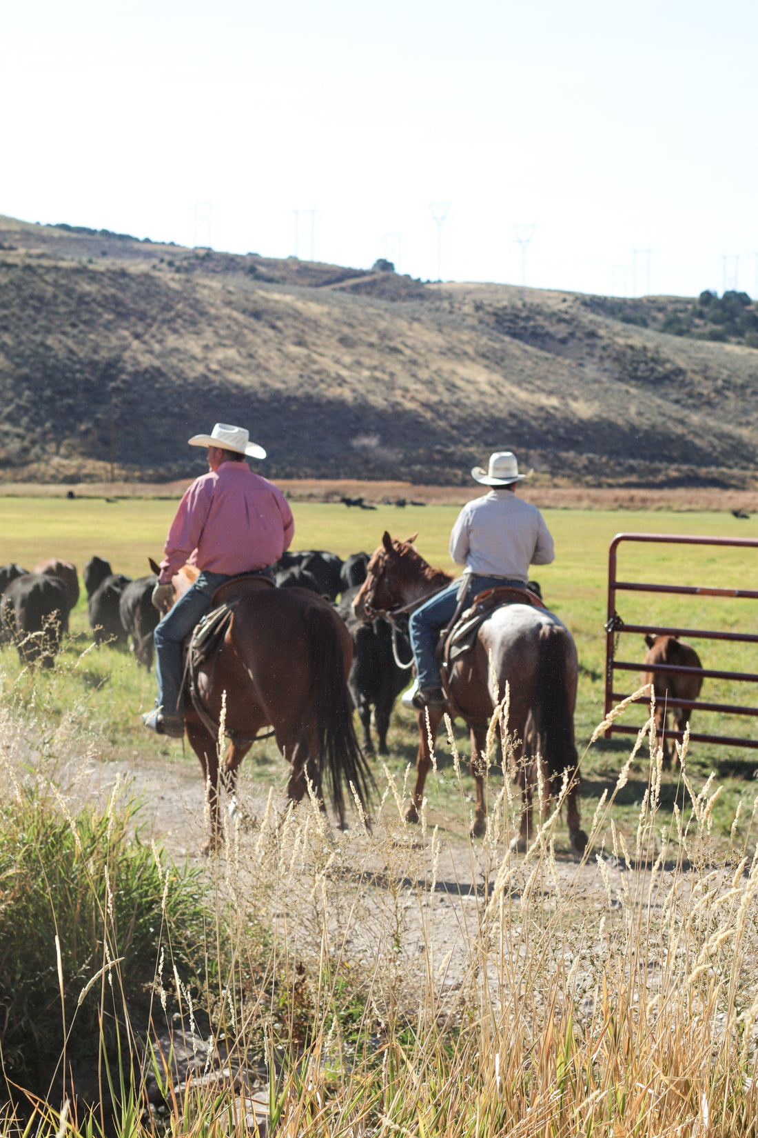 How Beef Quality Begins on the Ranch
