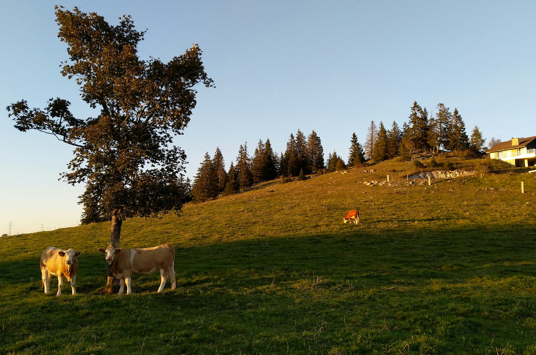 From Pasture to Plate: The Journey of Beef at Sweat Cattle
