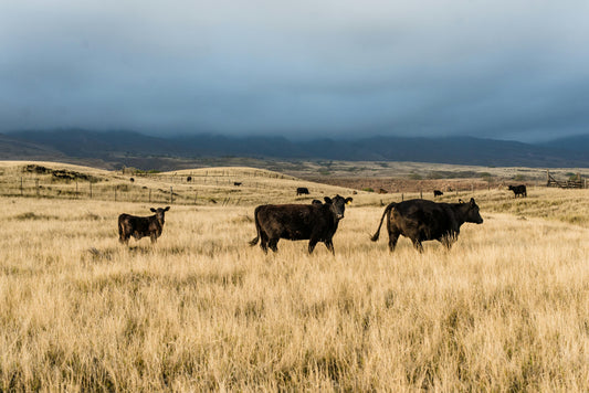 From Pasture to Plate: The Journey of Beef at Sweat Cattle
