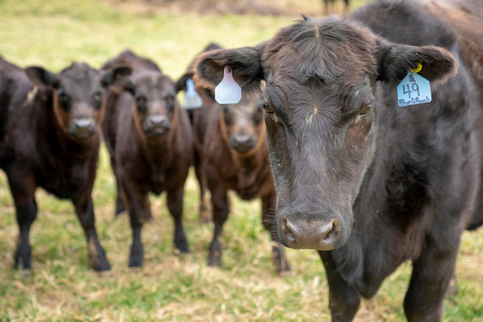 Why Local Beef Has a Smaller Food Footprint